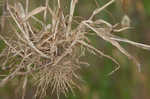 Carolina canarygrass